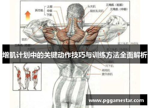 增肌计划中的关键动作技巧与训练方法全面解析